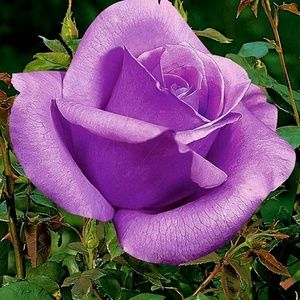 Meet your Posher, Minerva